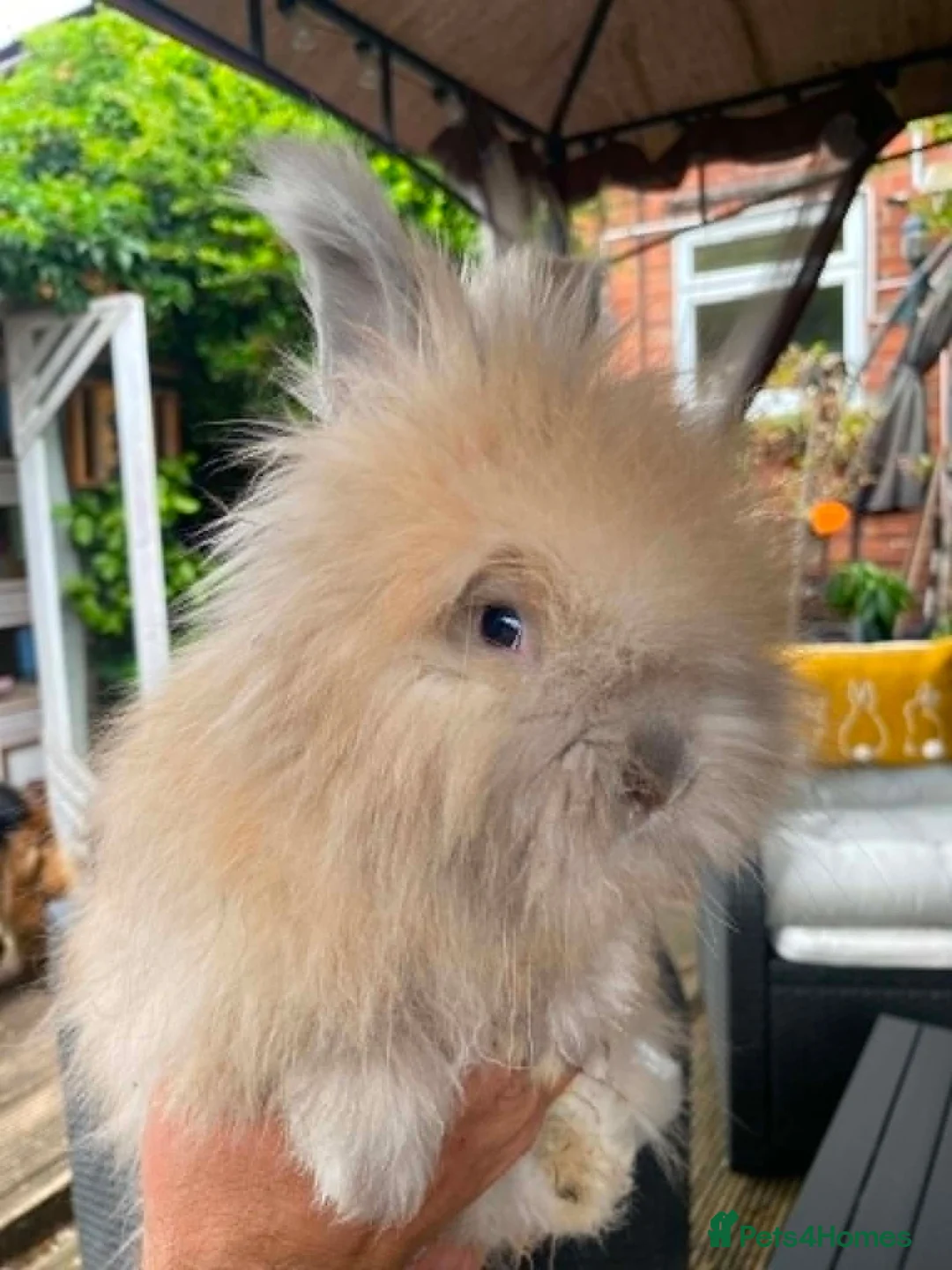 Angora rabbits for sale: English Full Face Angora Kits - Advert 12