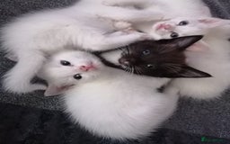 Mixed Breed cats for sale: KITTEN WHITE- MALE AND FEMALE BLACK BACK AND WHITE - Image 9