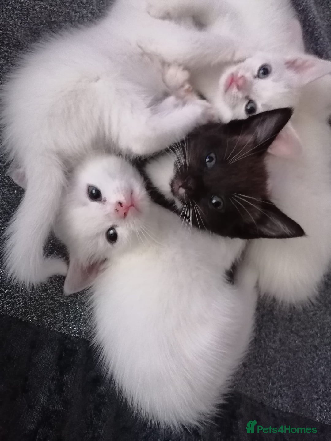 Mixed Breed cats for sale: KITTEN WHITE- MALE AND FEMALE BLACK BACK AND WHITE - Image 9