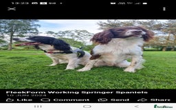 English Springer Spaniel dogs for sale: KC-ESS PUPPIES - DNA Health tested   - Image 8