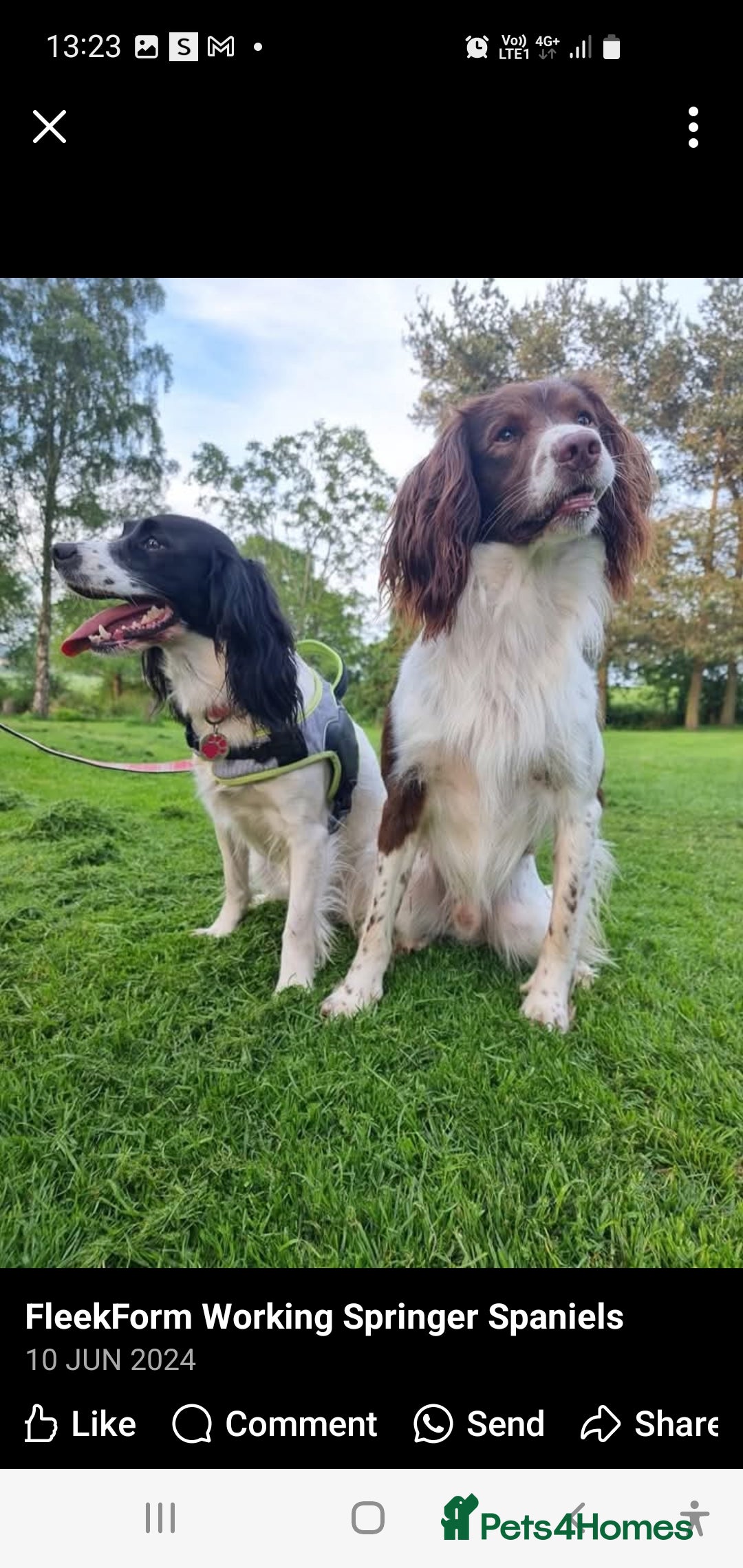 English Springer Spaniel dogs for sale: KC-ESS PUPPIES - DNA Health tested   - Image 8