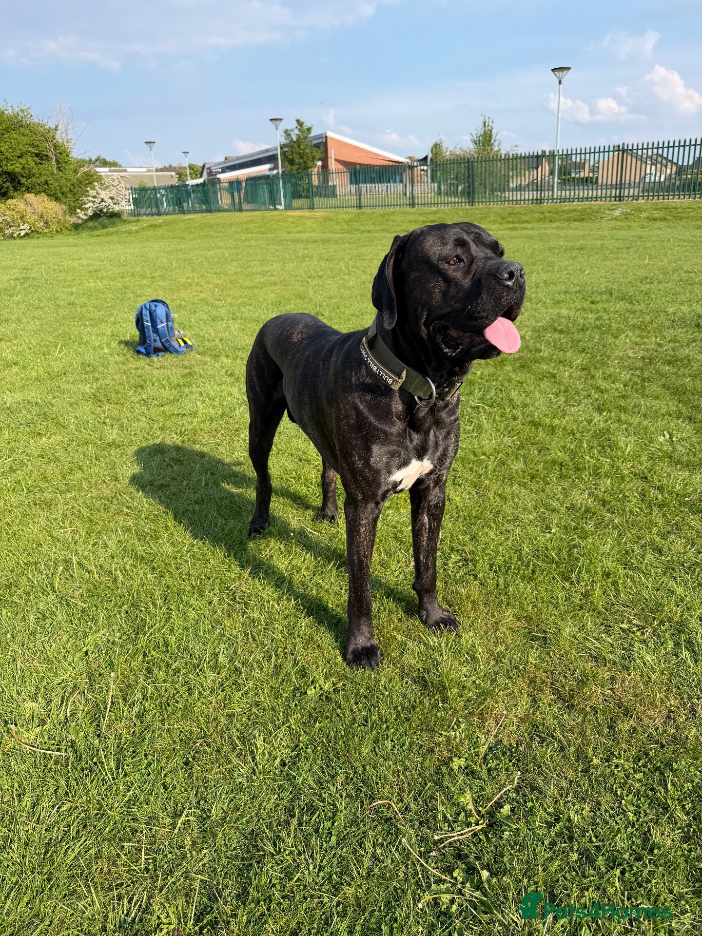 Cane Corso dogs for stud: Stud looking for female  - Advert 1