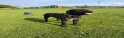 Cane Corso dogs for stud: Stud looking for female  - Advert 1