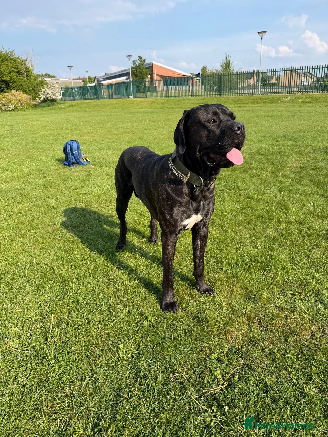 Cane Corso dogs for stud: Stud looking for female  - Advert 1