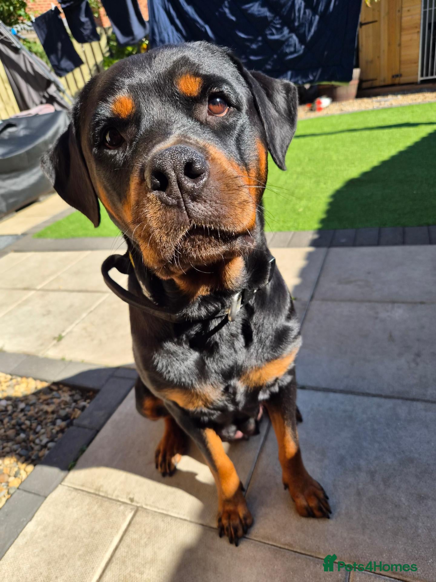 Rottweiler dogs for sale: WORLD CHAMPION CHUNKY ROTTWEILERS  - Advert 1