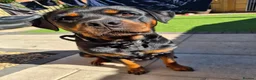 Rottweiler dogs for sale: WORLD CHAMPION CHUNKY ROTTWEILERS  - Advert 1