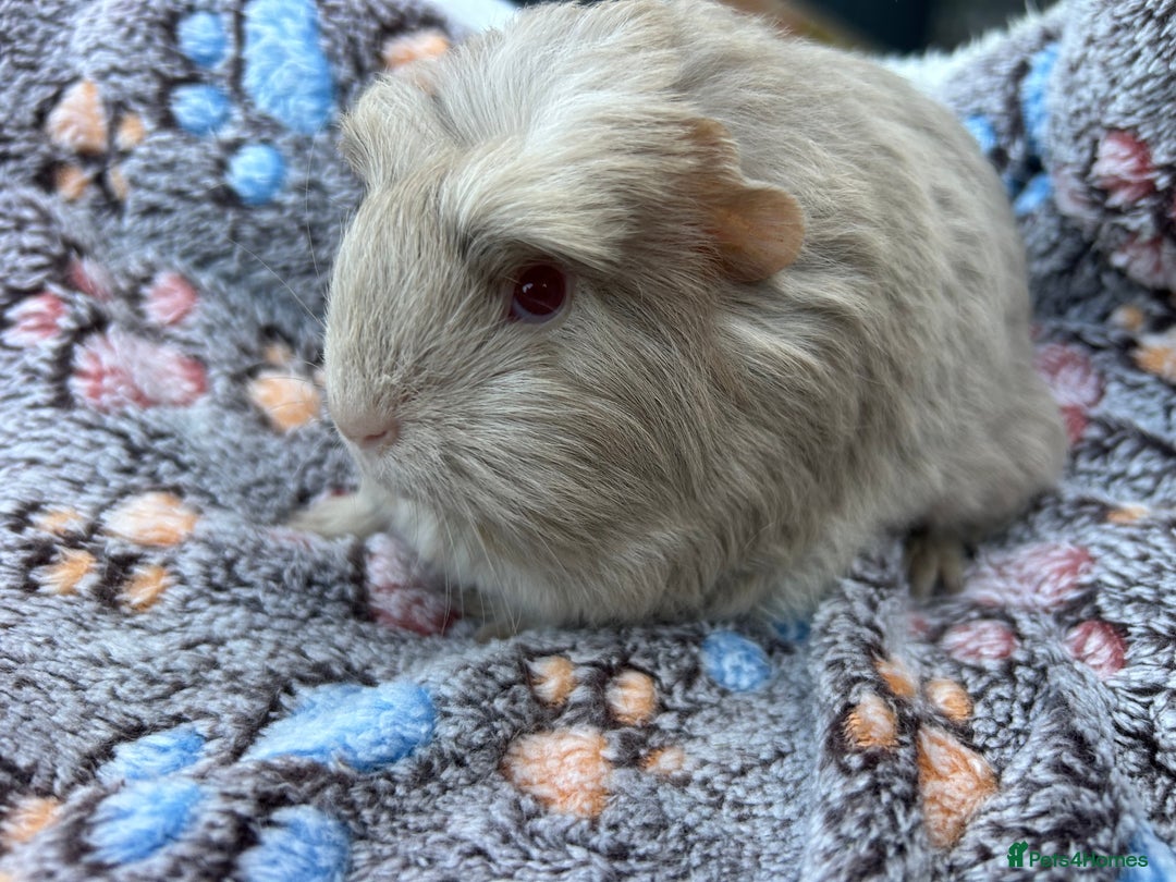 Guinea Pig rodents for sale: Guinea pigs for reservation  - Advert 1