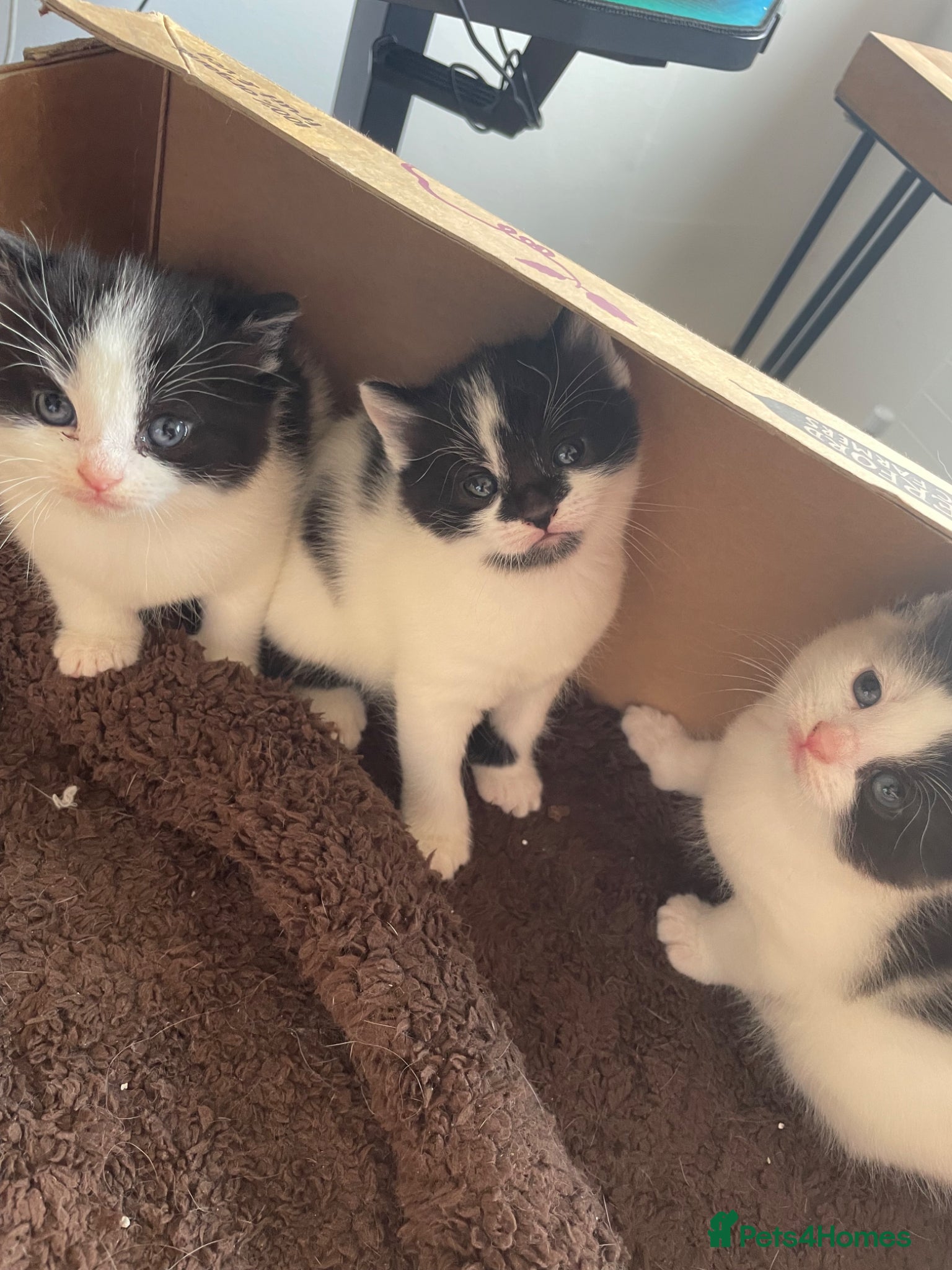 Domestic Shorthair cats Black and white domestic shorthair kittens - Advert 1