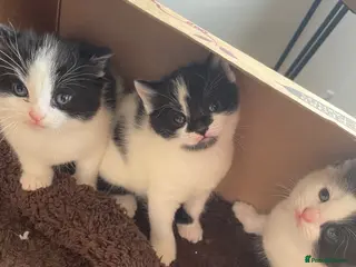 Domestic Shorthair cats Black and white domestic shorthair kittens - Advert 2
