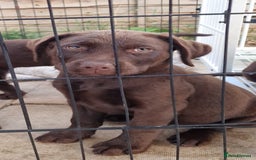 Labrador Retriever dogs for sale: KC REG.. READY NOW!. CHOCOLATE LABRADOR  - Image 3