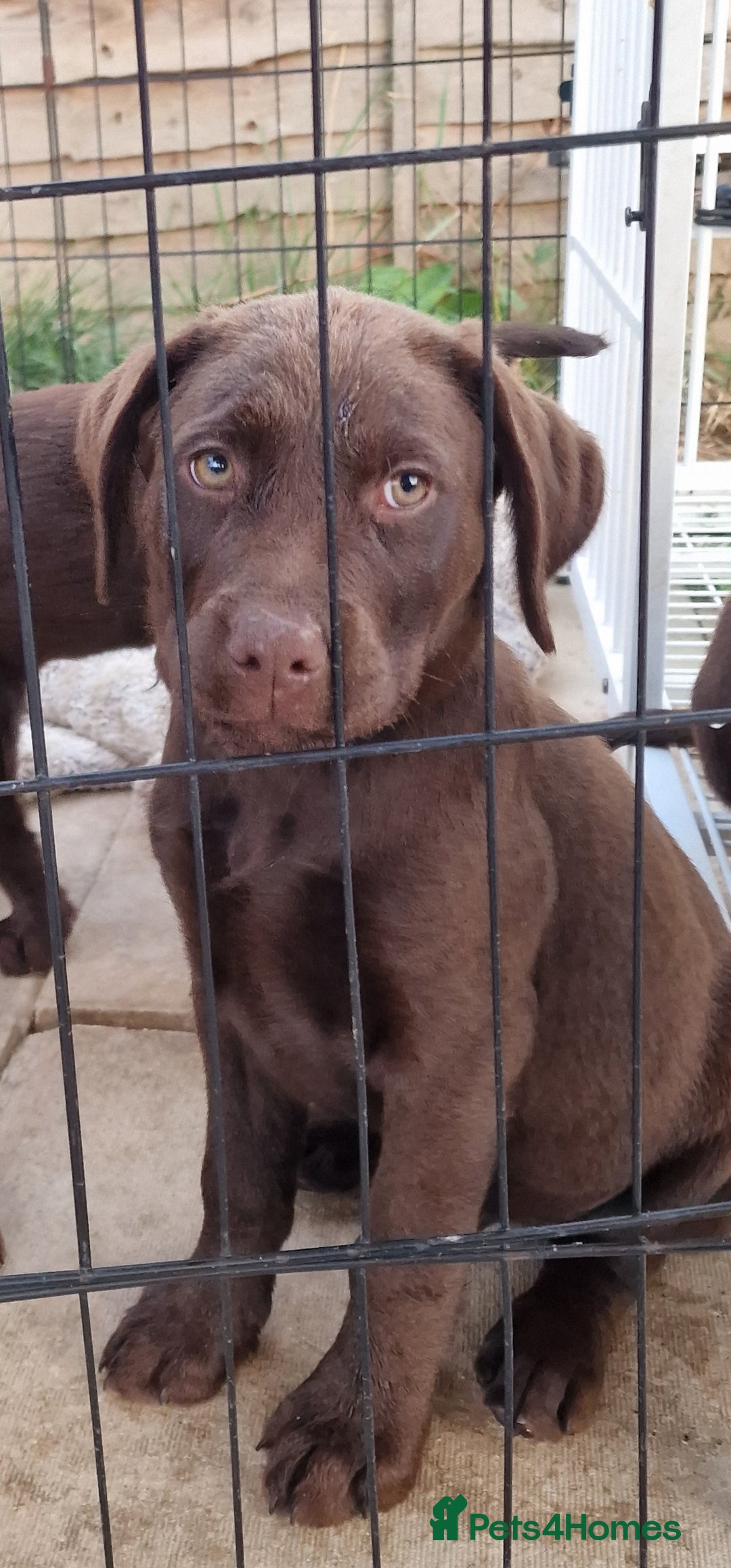 Labrador Retriever dogs for sale: KC REG.. READY NOW!. CHOCOLATE LABRADOR  - Image 3