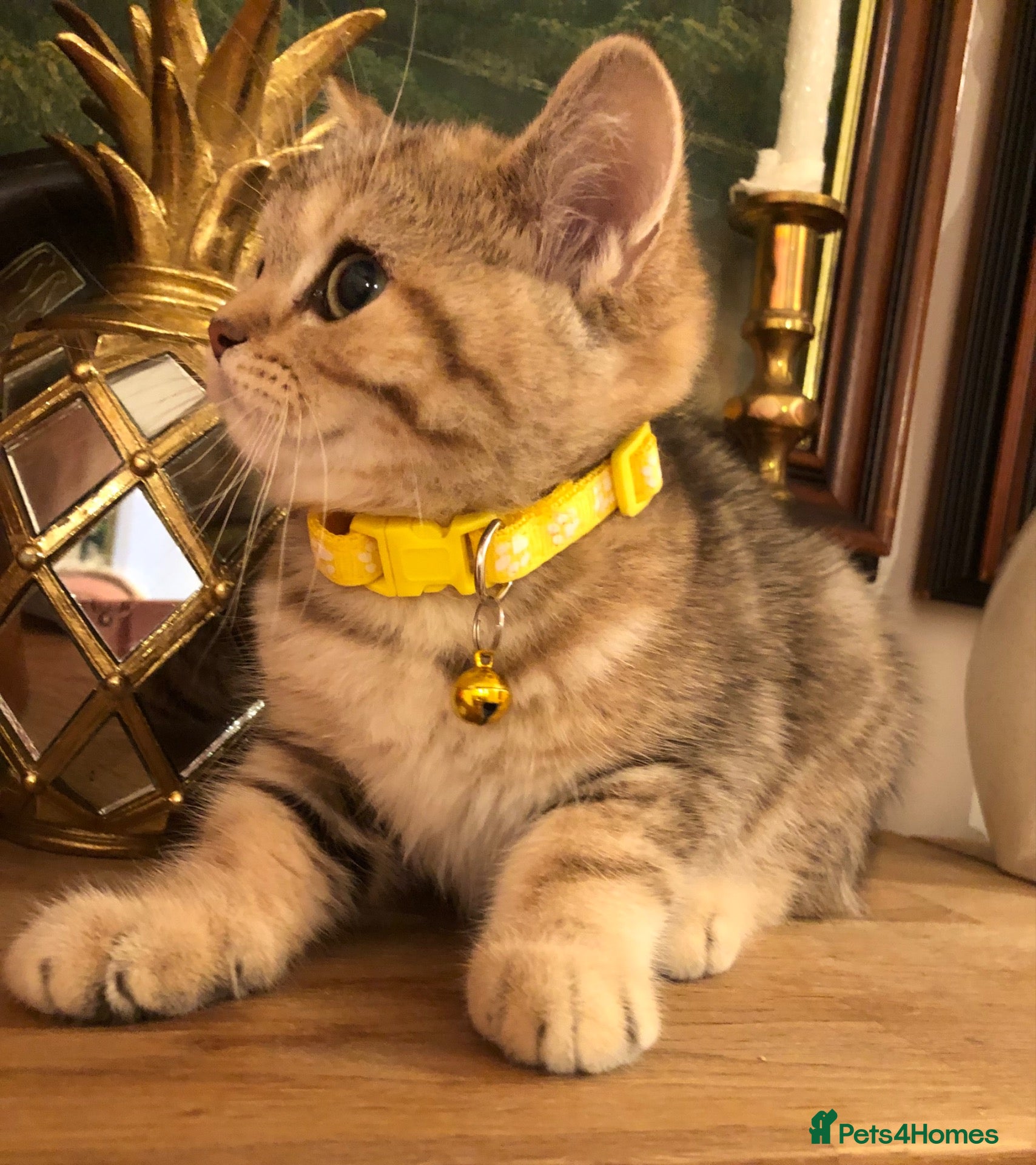British Shorthair cats British shorthair kittens  - Advert 4