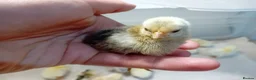 Chickens poultry for sale: ✨ Super Tame Serama Chicks Available ✨ - Advert 8
