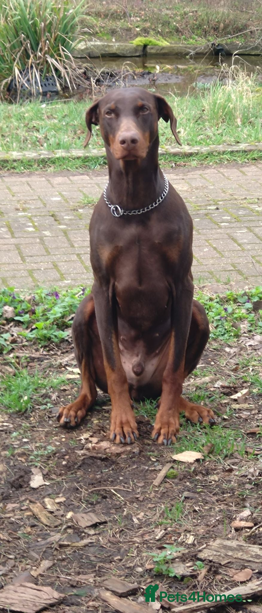 Dobermann dogs Dobermann adult for sale - Advert 2