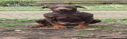 Dobermann dogs for sale: Dobermann adult for sale in Ware - Advert 1