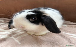 Mini Lion Lop rabbits for sale: 3 beautiful Rabbits  - Image 4