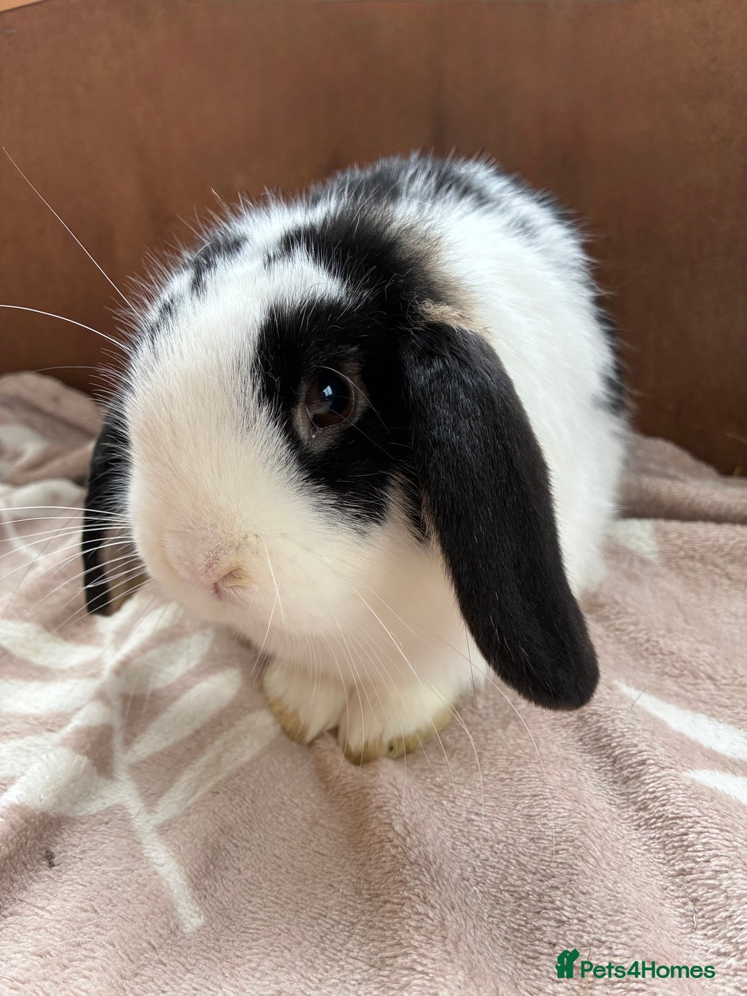Mini Lion Lop rabbits for sale: 3 beautiful Rabbits  - Image 4