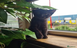 Mixed Breed cats for sale: Mixed ragdoll kitten - Image 2