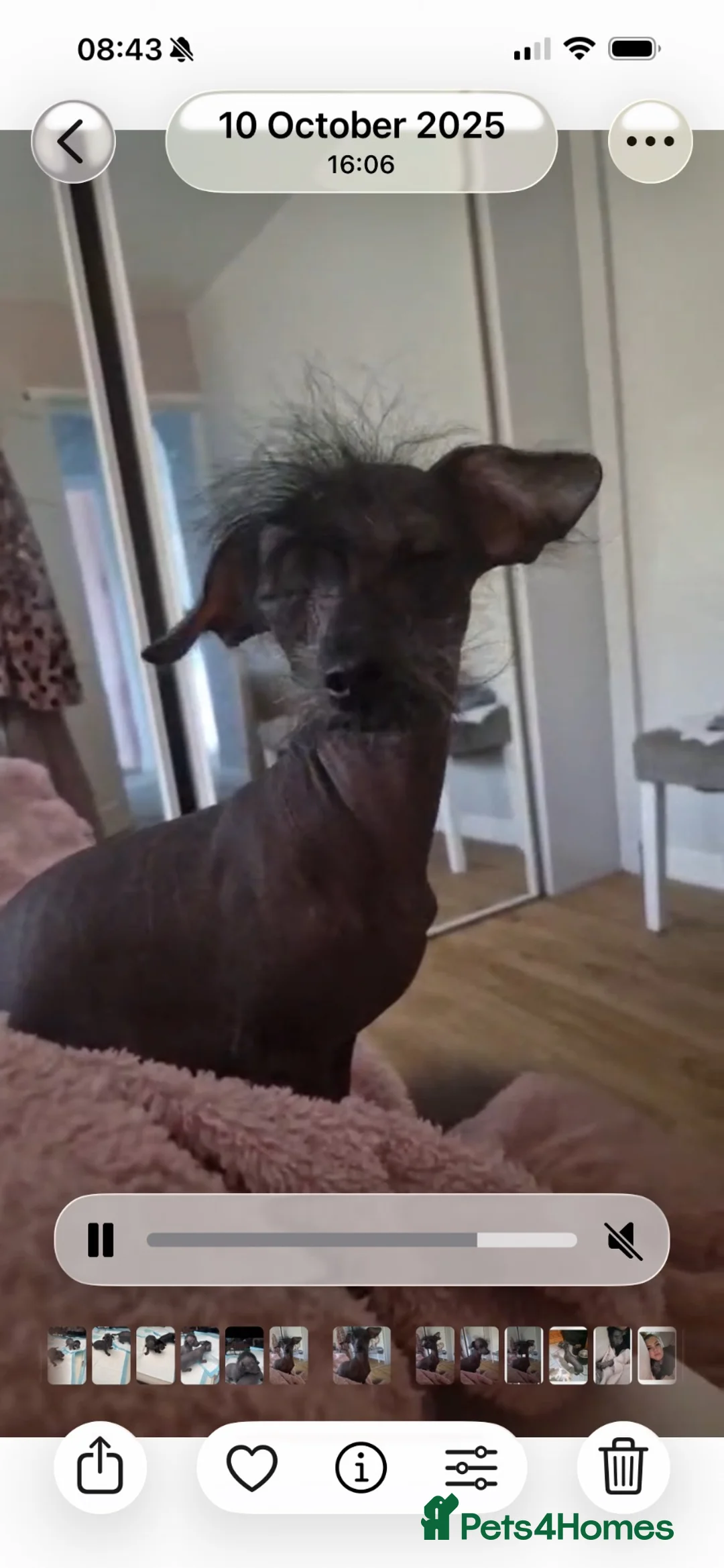 Mixed Breed dogs for sale:  Chinese crested  cross dachshund puppies  - Advert 7