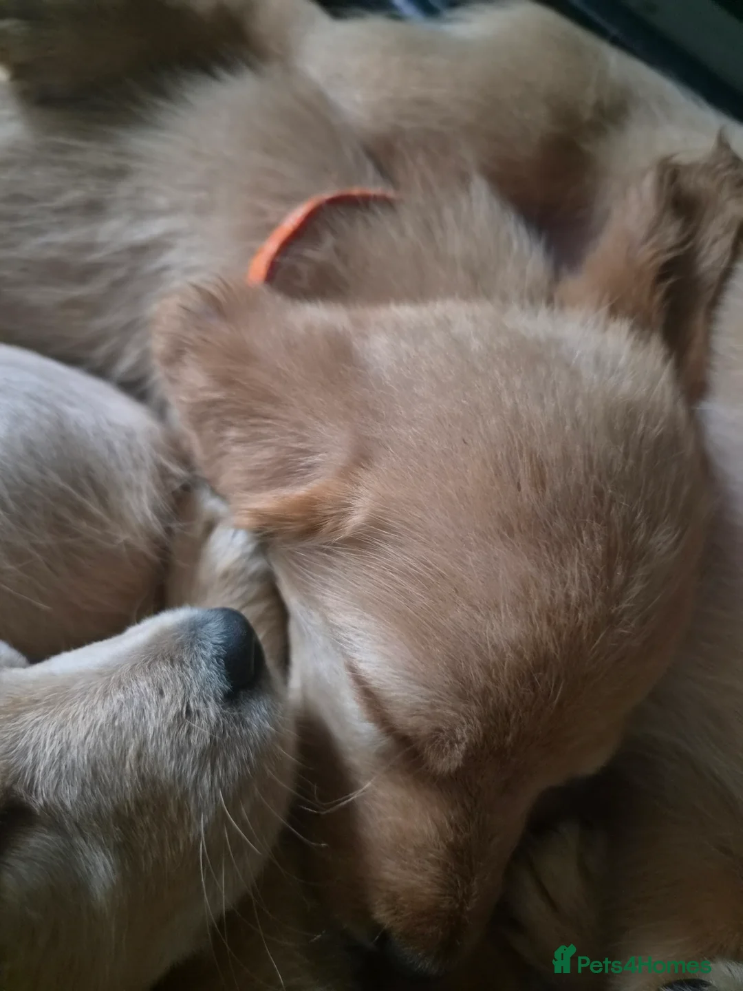 Labradoodle dogs for sale: LABRADOODLE PUPPIES FOR SALE  in Leigh - Advert 2