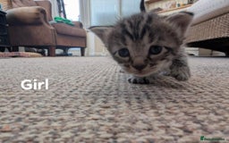 Ragdoll cats for sale: Ragdoll Cross kittens in Ilminster - Image 5