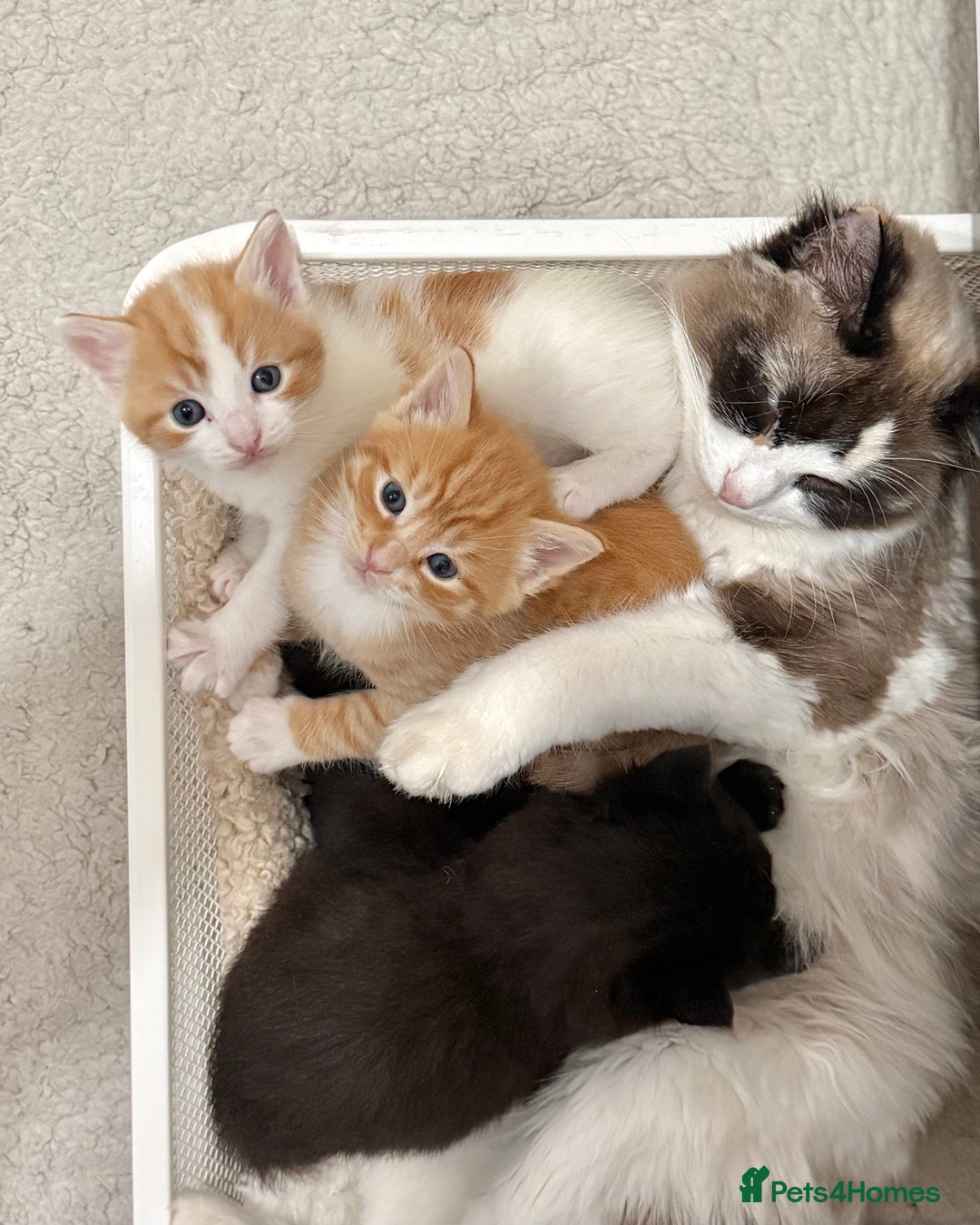 Ragdoll cats for sale: Ragdoll Mix Litter - Advert 1