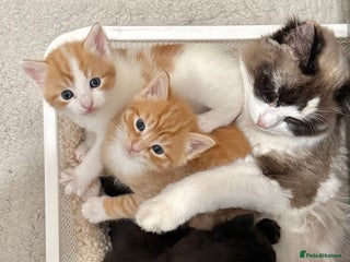 Ragdoll cats Ragdoll Mix Litter - Advert 1