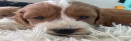 Cockapoo dogs for sale: F1 MINIATURE  SHOW-LINE COCKAPOO PUPPIES  - Advert 5
