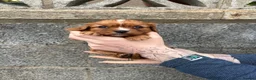 Cavalier King Charles Spaniel dogs for sale: Absolutely beautiful King Charles Cavalier puppies - Advert 32