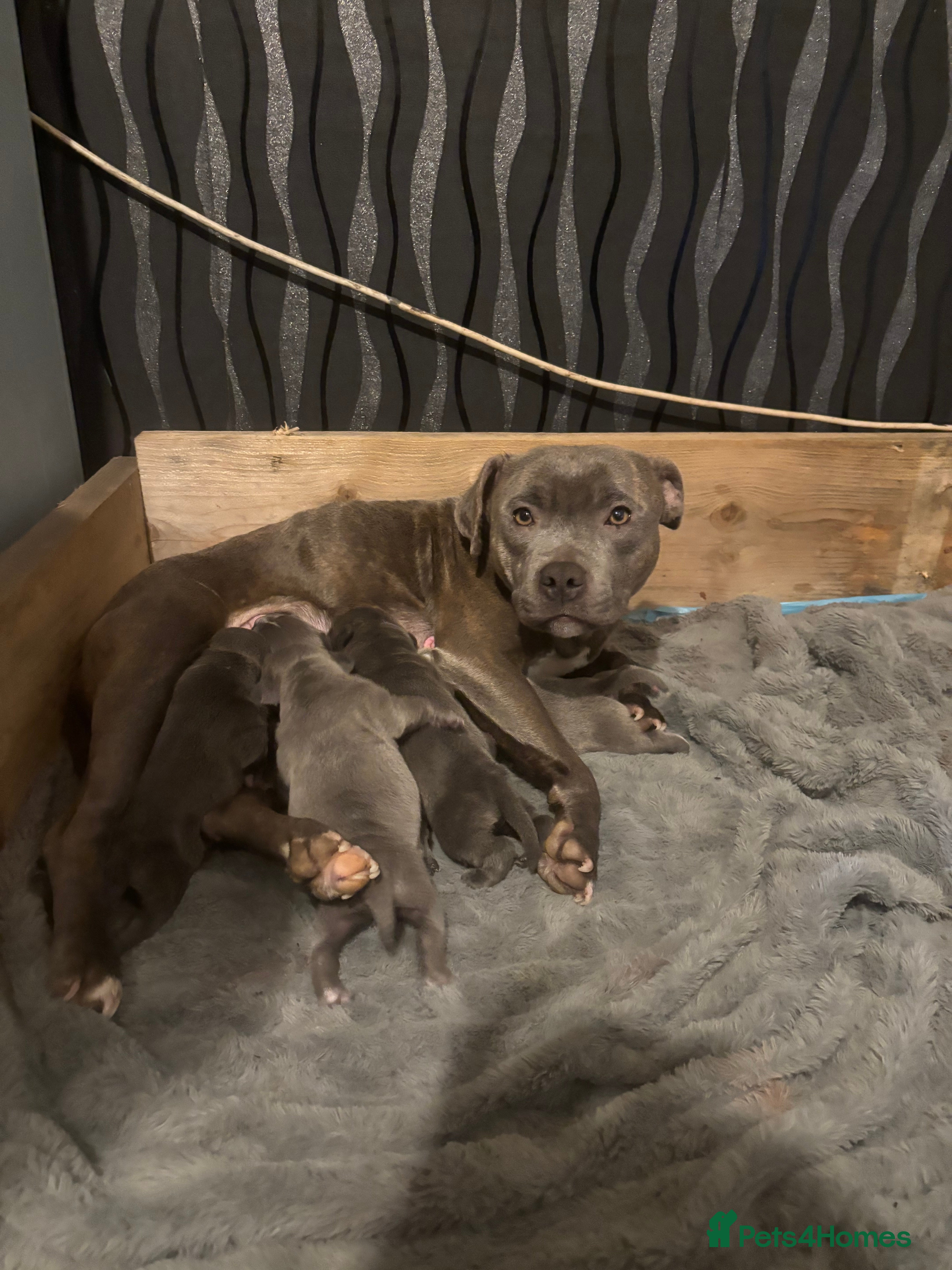Staffordshire Bull Terrier dogs staffordshire bull terrier puppies for sale!  - Advert 1