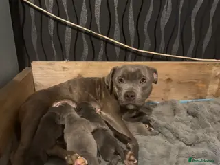 Staffordshire Bull Terrier dogs staffordshire bull terrier puppies for sale! - Advert 11