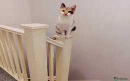 Mixed Breed cats for sale: Jaffacake  - Image 4