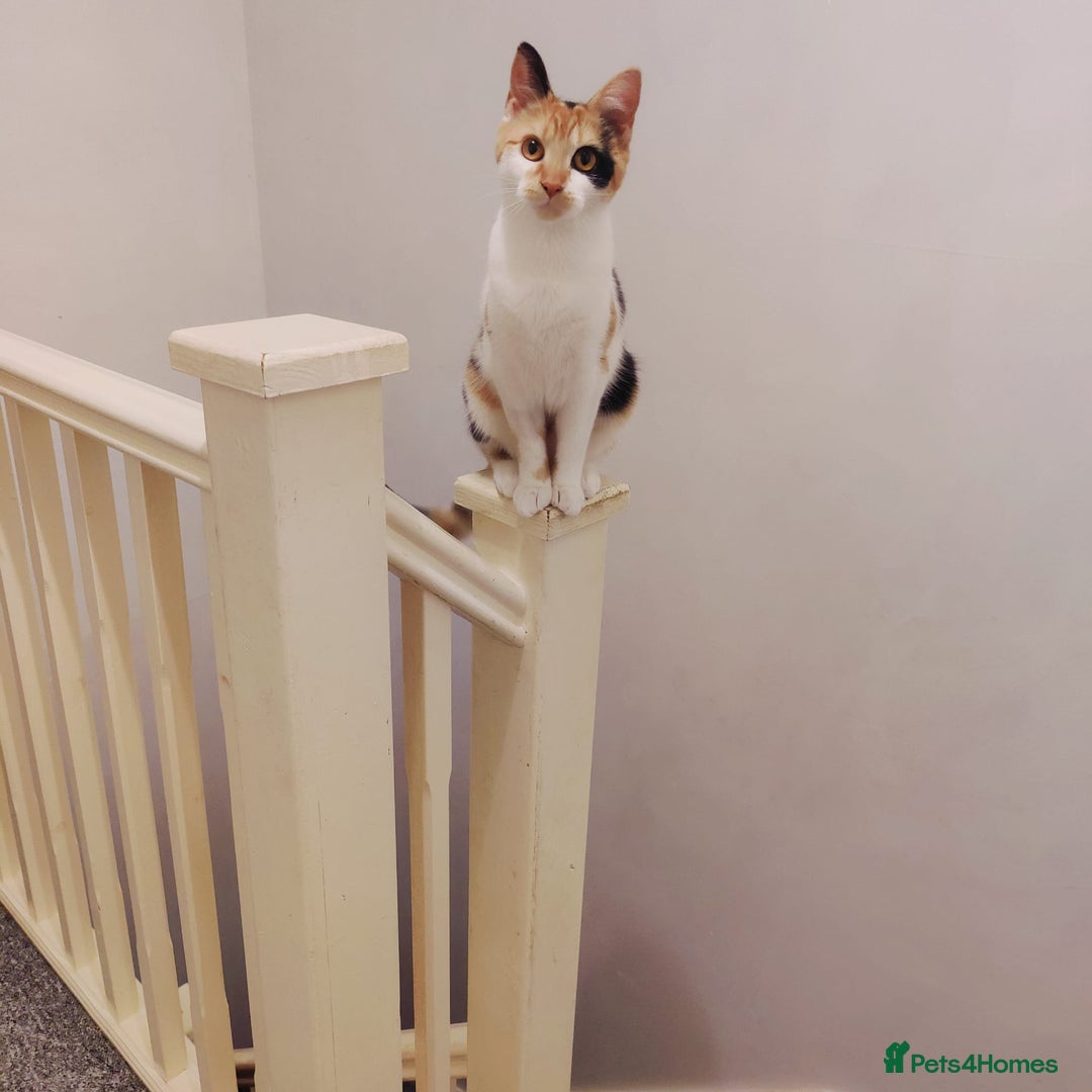 Mixed Breed cats for sale: Jaffacake  - Image 4