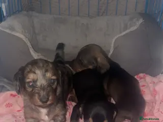 Miniature Dachshund dogs Miniature dachshund puppies - Advert 17