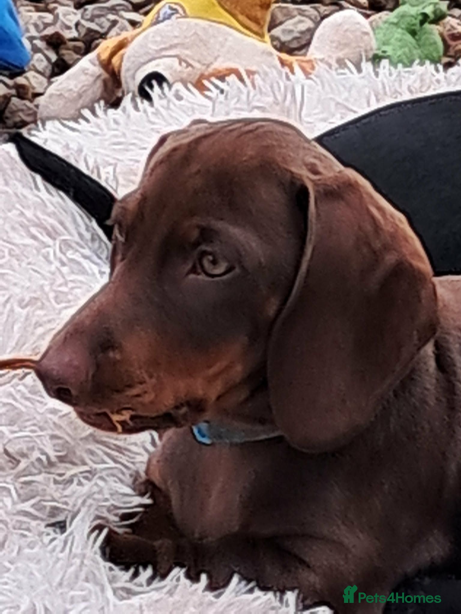 Dachshund dogs Beautiful Mini Dachshund Puppies - Advert 5