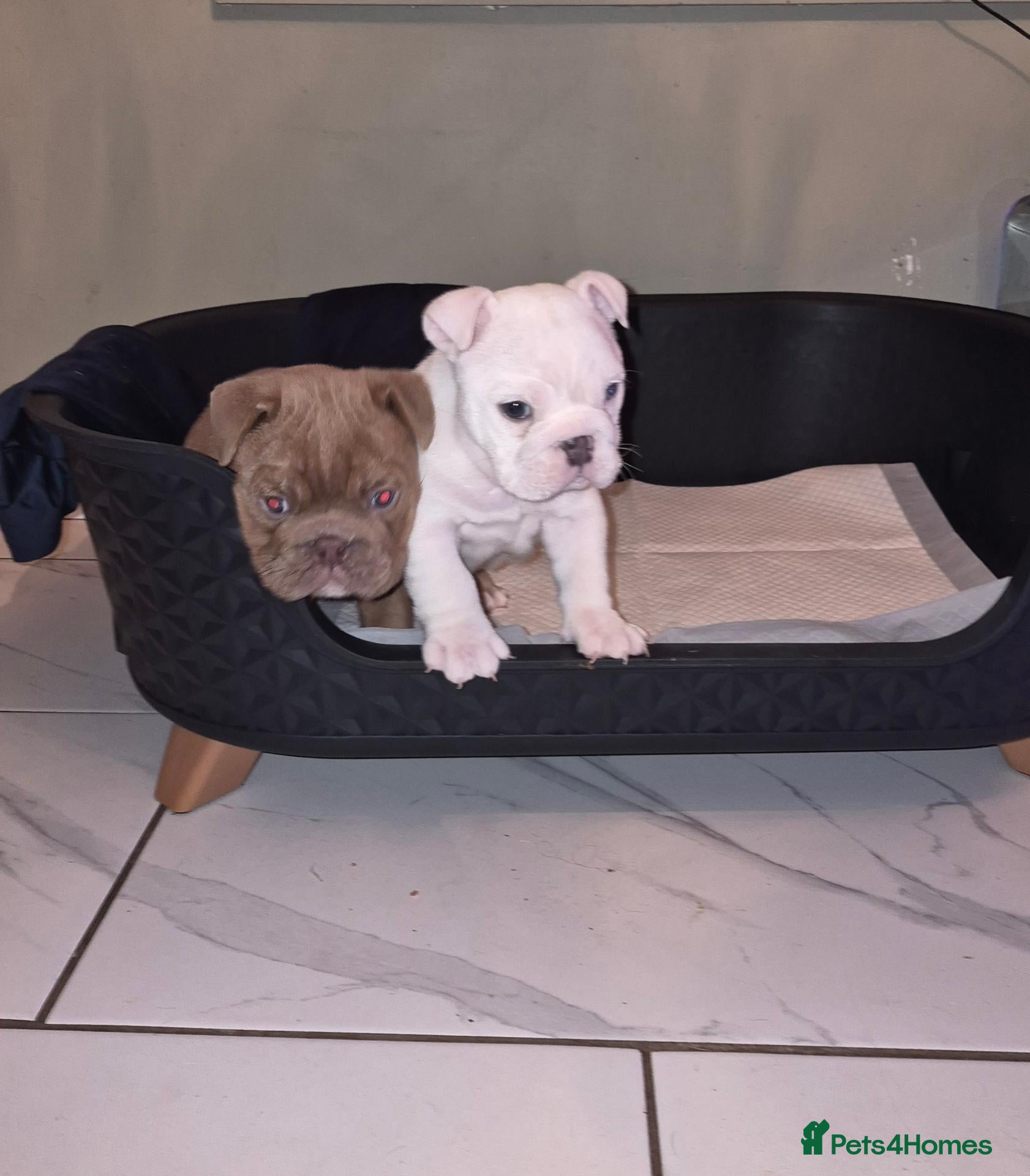 English Bulldog dogs **Licensed Chunky English Bulldog Puppies Kc** - Advert 1