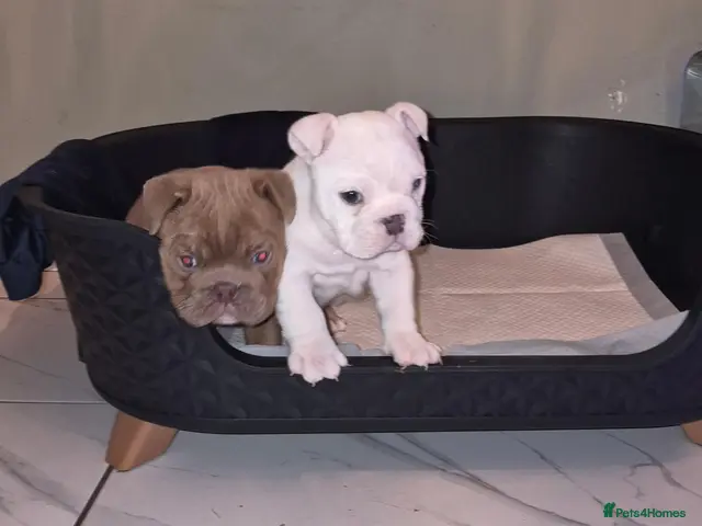 English Bulldog dogs for sale: **Licensed English Bulldog Girl Available Kc** - Advert 1