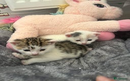 British Shorthair cats for sale: Last male kitten for sale  - Image 4