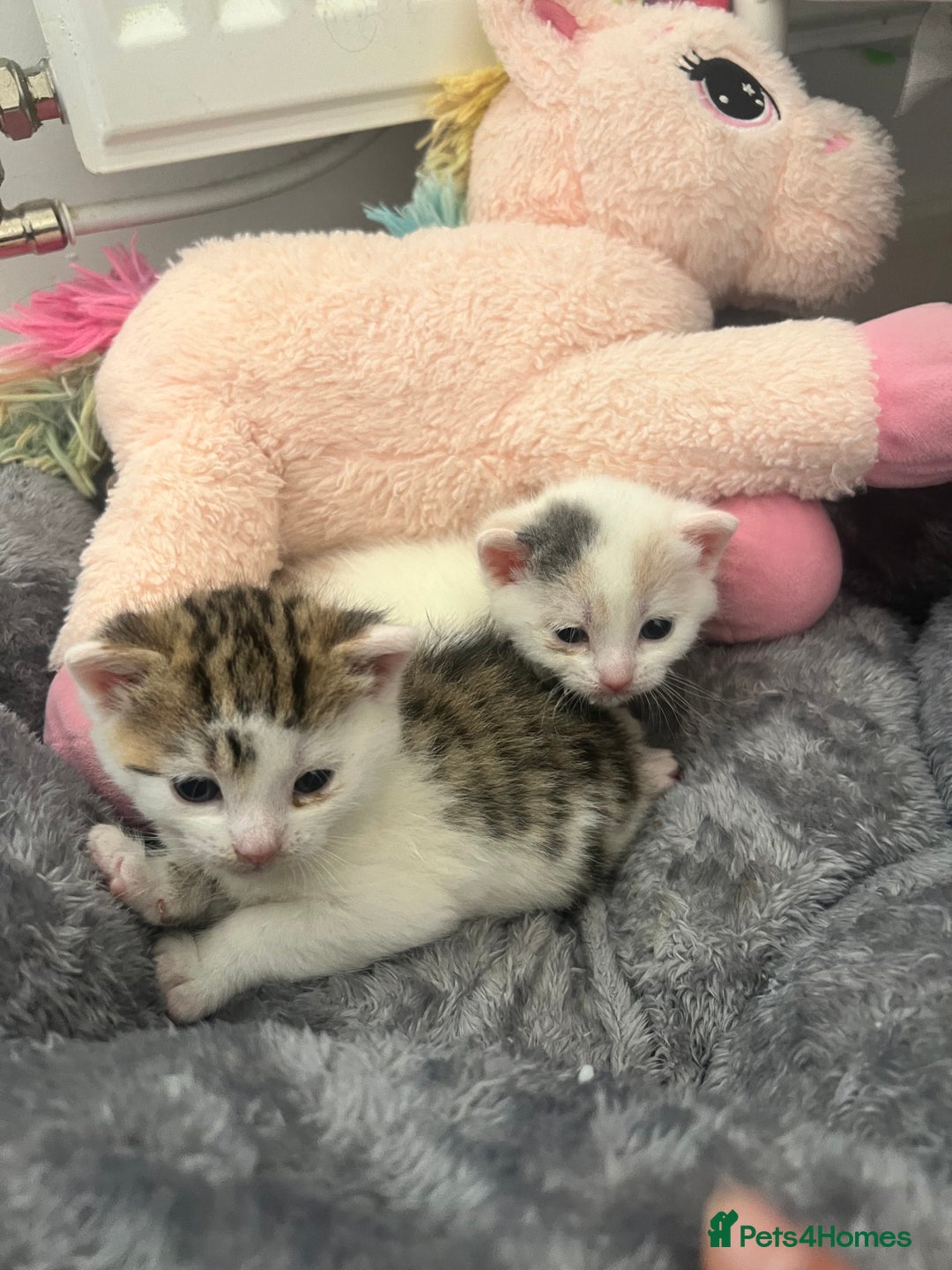 British Shorthair cats for sale: Last male kitten for sale  - Image 4