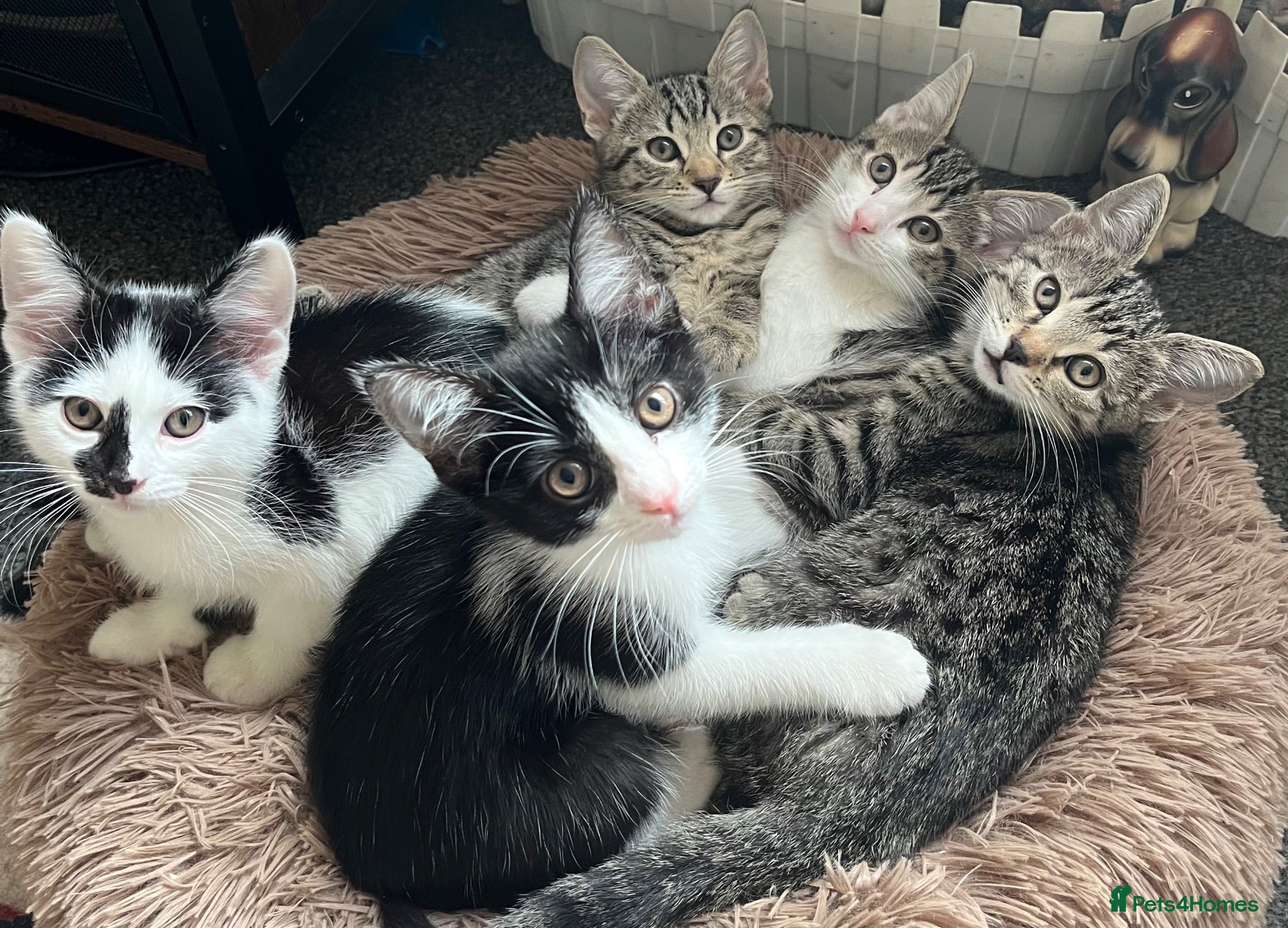 Mixed Breed cats Lovely kitten for sale - Advert 1
