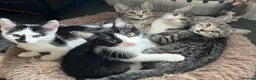 Mixed Breed cats for sale: Lovely kitten for sale in Clydebank - Advert 1