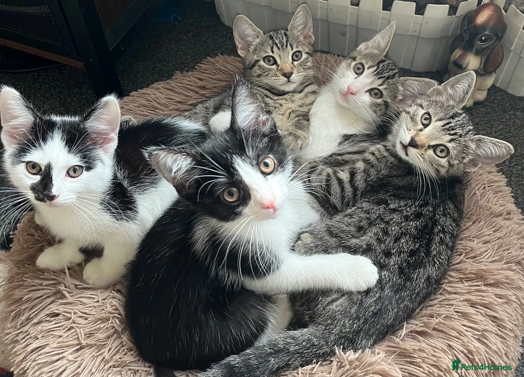 Mixed Breed cats for sale: Lovely kitten for sale in Clydebank - Advert 1