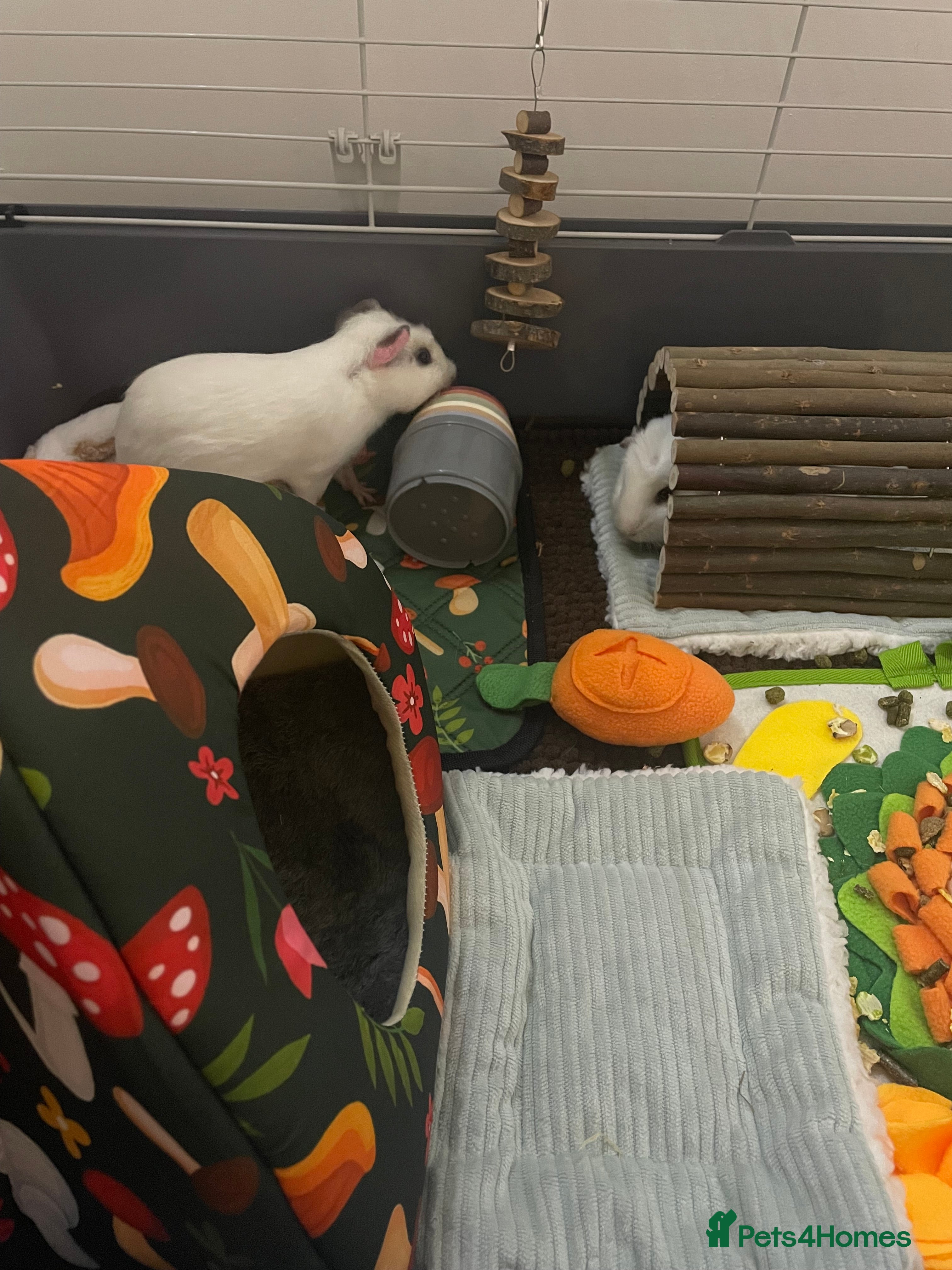 Guinea Pig rodents Two male friendly guinea pigs  - Advert 1