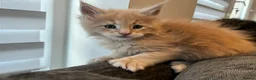 Maine Coon cats for sale: Maine coon kittens looking for homes forever  in Edinburgh - Advert 15