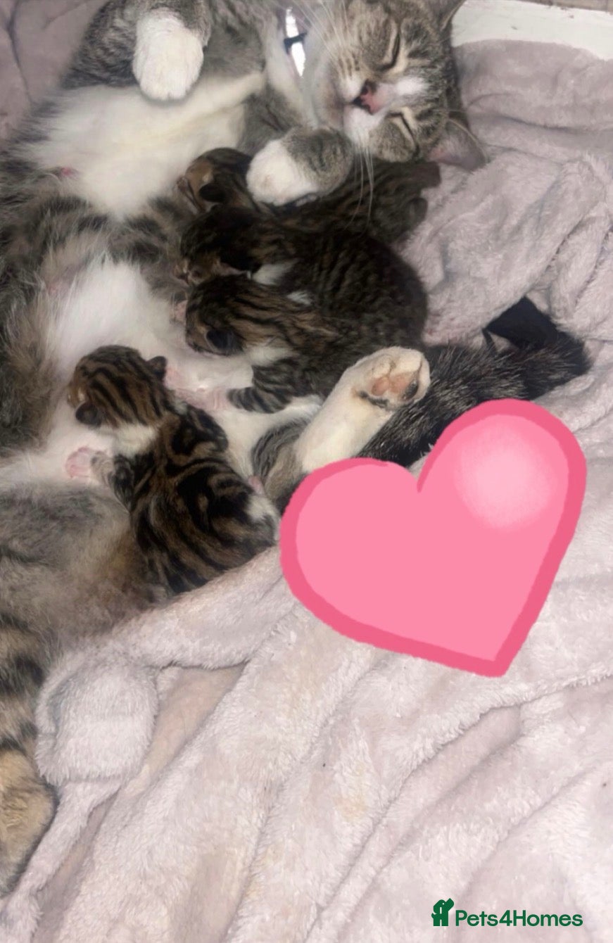 Domestic Shorthair cats 4 beautiful kittens  - Advert 4