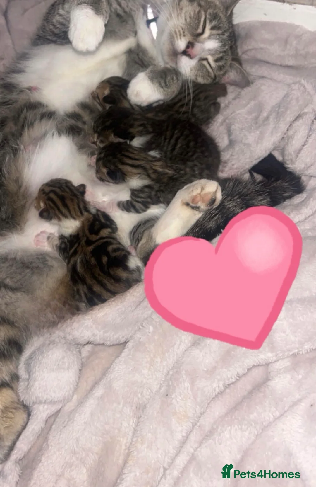 Domestic Shorthair cats for sale: 4 beautiful kittens  in Leeds - Advert 2