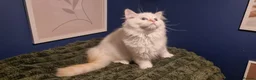 Ragdoll cats for sale: A very rare litter of kittens.  - Advert 23
