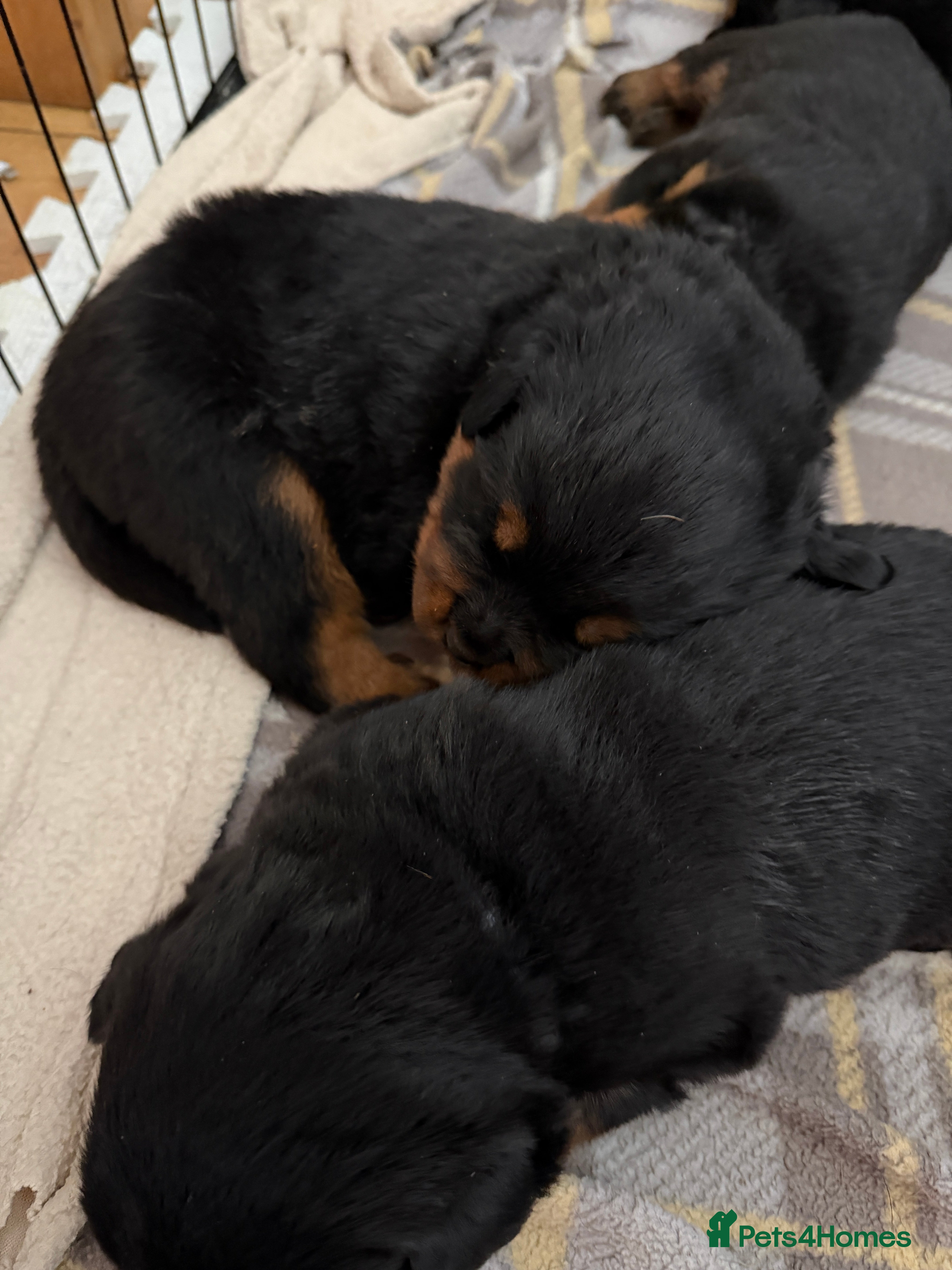 Rottweiler dogs Rottweiler puppies  - Advert 1
