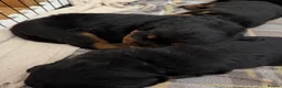 Rottweiler dogs for sale: Rottweiler puppies  - Advert 1