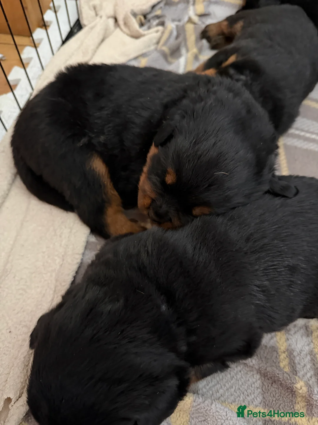 Rottweiler dogs for sale: Rottweiler puppies  - Advert 1
